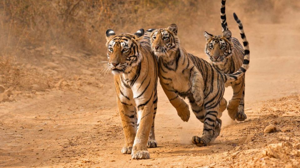 From Delhi: 4-Day Golden Triangle & Ranthambore Tiger Safari - Accessibility and Amenities