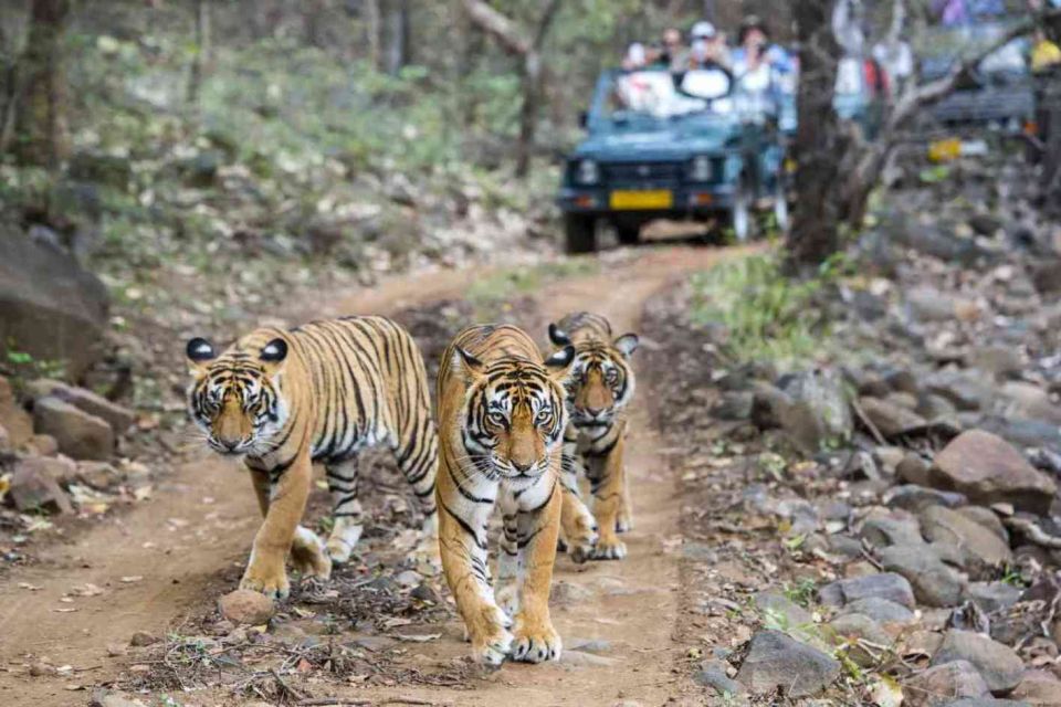 From Delhi: 5-Day Golden Triangle & Ranthambore Safari Tour - Detailed Itinerary