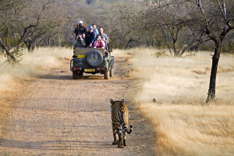From Jaipur : 2 Days 1 Night Ranthambore Tiger Safari Tour - Booking Information