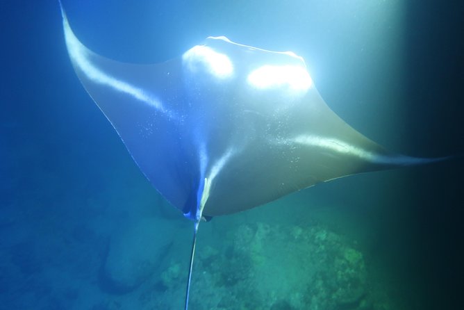 Keauhou Manta Ray Night Snorkel - Common questions