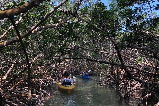 Key West Mangrove Kayak Eco Tour - Equipment and Gear
