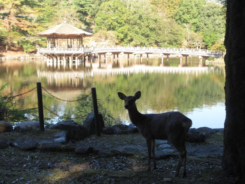 Kyoto-Nara: Great Buddha, Deer, Pagoda, 'Geisha' (Italian) - Booking Information