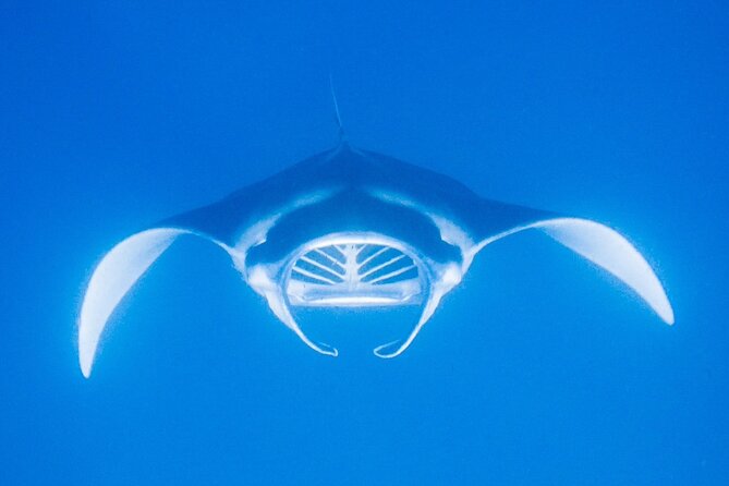 Manta Magic - Night Manta Ray Snorkel At Manta Village, Kona, Hawaii - Visitor Impressions