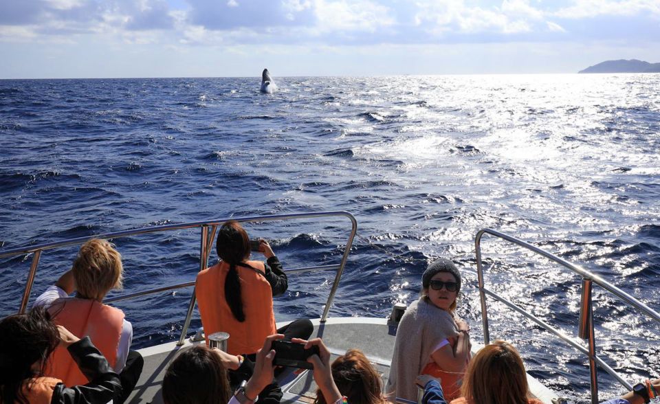 Naha, Okinawa: Kerama Islands Half-Day Whale Watching Tour - Language Options