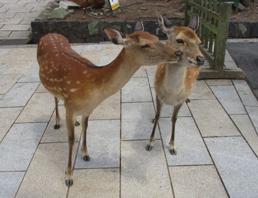 Nara: Giant Buddha, Free Deer in the Park (Italian Guide) - Tour Experience Details