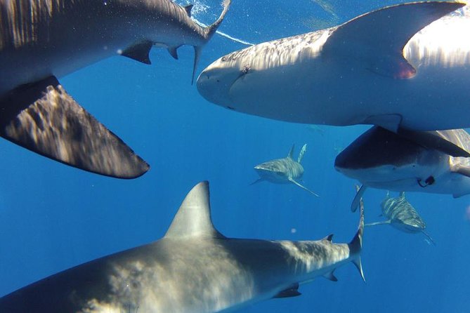 Oahu Shark Dive - Safety Measures