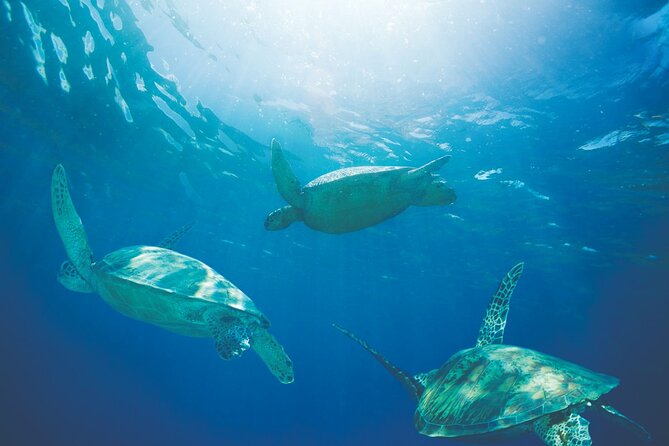 Oahu Turtle Canyon Snorkel Catamaran Cruise With Green Turtles - Overall Experience