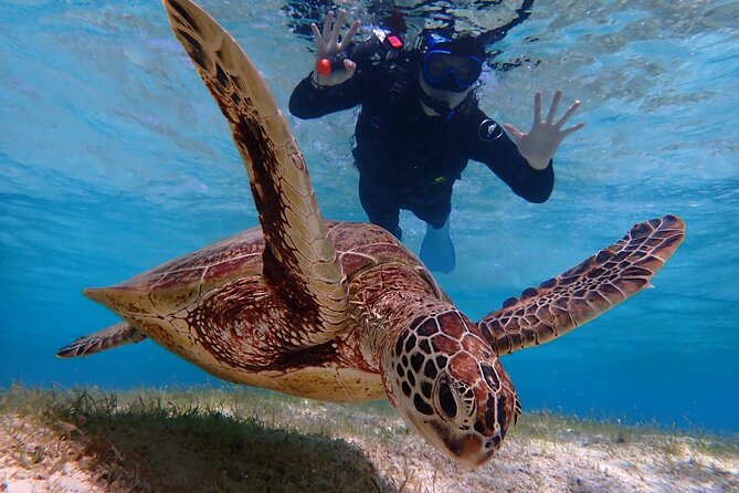 [Okinawa Miyako] Swim in the Shining Sea! Sea Turtle Snorkeling - Directions