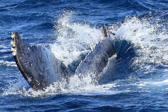 Okinawa Whale Watching From Naha - Logistics