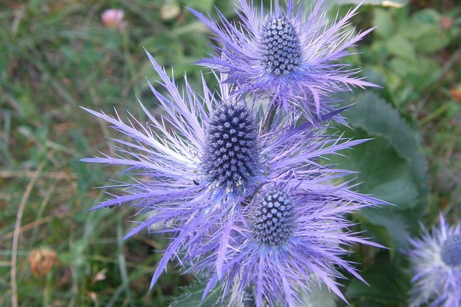 Paklenica National Park Admission Ticket - Last Words