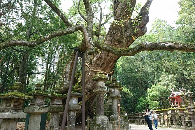 Relax in Nara: Deer Park, Todai-ji Temple and Merchants Town - Shopping and Dining: Naras Hidden Gems