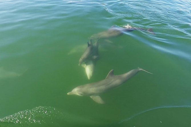 Small Group 2 Hour Dolphin Cruise With Snorkeling to Shell Key - Booking Details and Policies