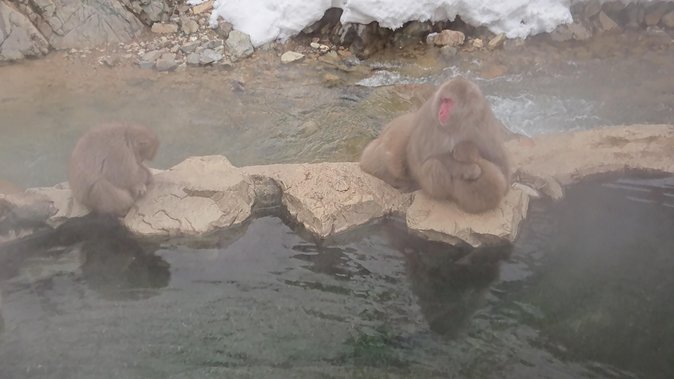 Snow Monkey, Shiga Kogen Roman Museum With Lunch Buffet - Directions to Meeting Point