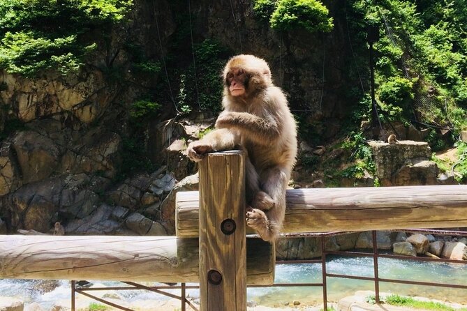 (Spring Only) 1-Day Snow Monkeys & Cherry Blossoms in Nagano Tour - Additional Information
