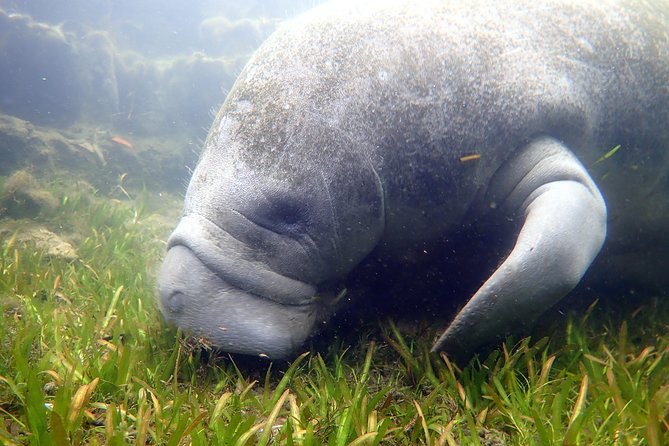 The OG Manatee Snorkel Tour With In-Water Guide/PhotOGrapher - Customer Reviews and Feedback