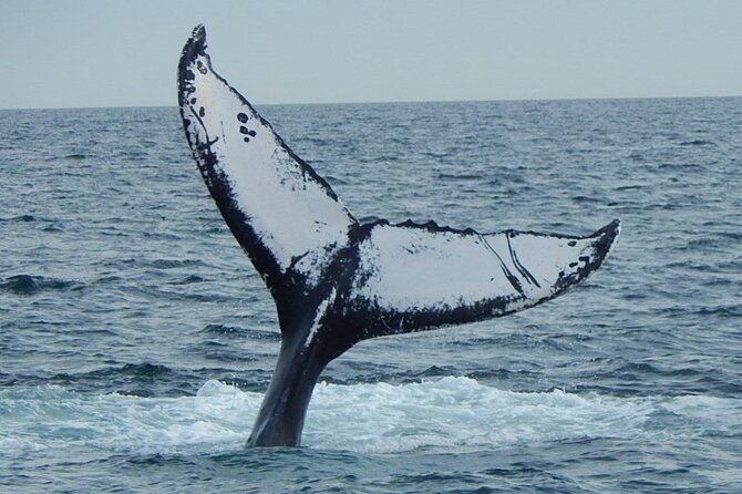 Whale Watching Tour in Gloucester - Common questions