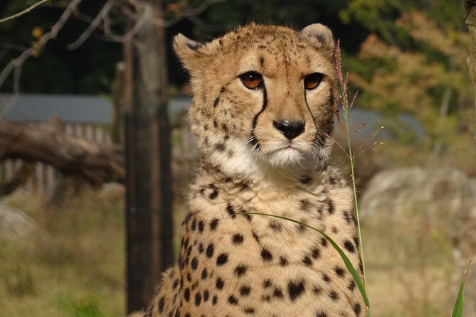 Yokohama Zoo Zoorasia Admission Ticket - Sum Up