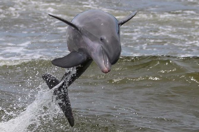 Alabama Gulf Coast Dolphin Cruise - Traveler Reviews