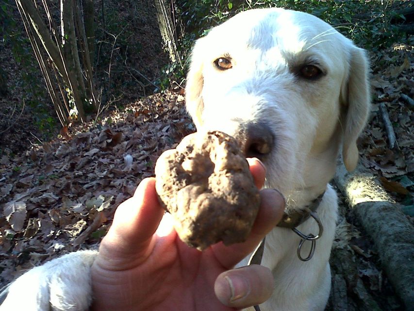 Barolo: Truffle Hunting and Wine Tasting - Common questions