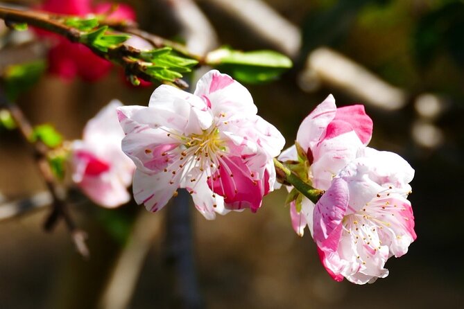 Cherry Blossom Private Tour - Viator Help Center