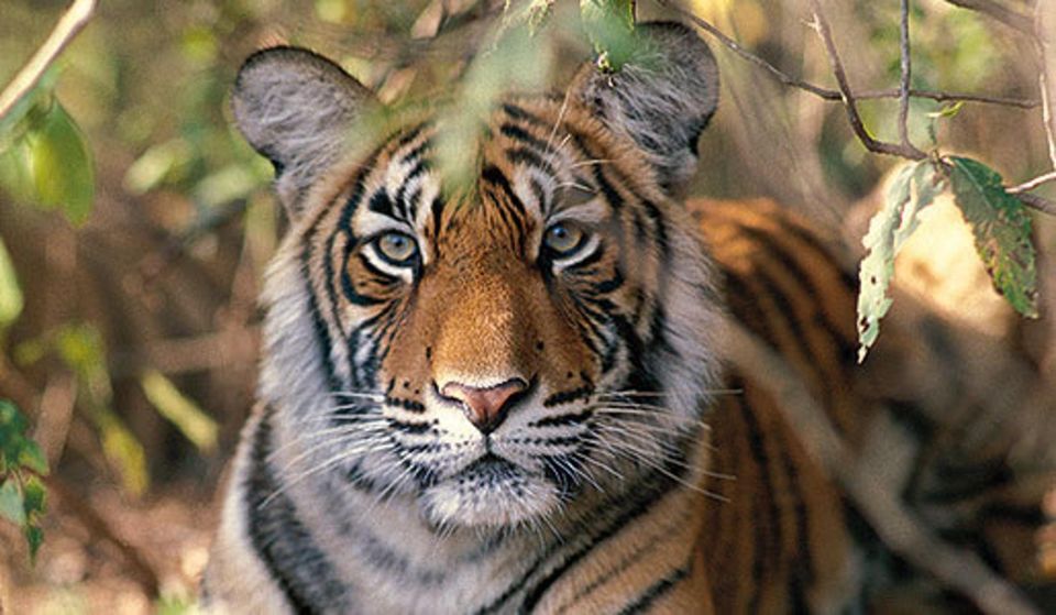 Delhi: Ranthambore National Park 3-Day Trip W/ Tiger Safari - Common questions