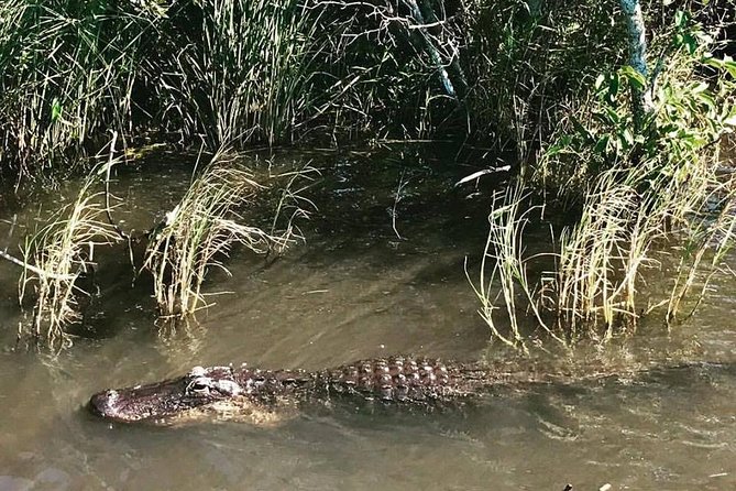 Everglades Tour From Miami With Transportation - Ethical Considerations and Animal Welfare