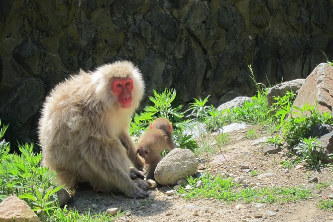 Explore Jigokudani Snow Monkey Park With a Knowledgeable Local Guide - Common questions