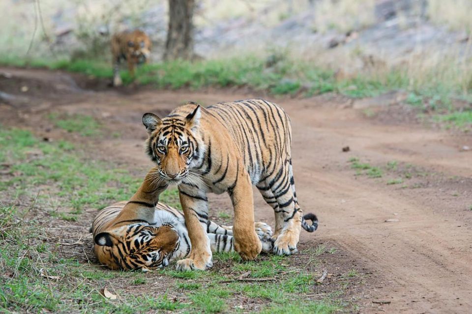 From Delhi: 3 Days Tour of Ranthambore Tiger Safari - Return Journey to Delhi