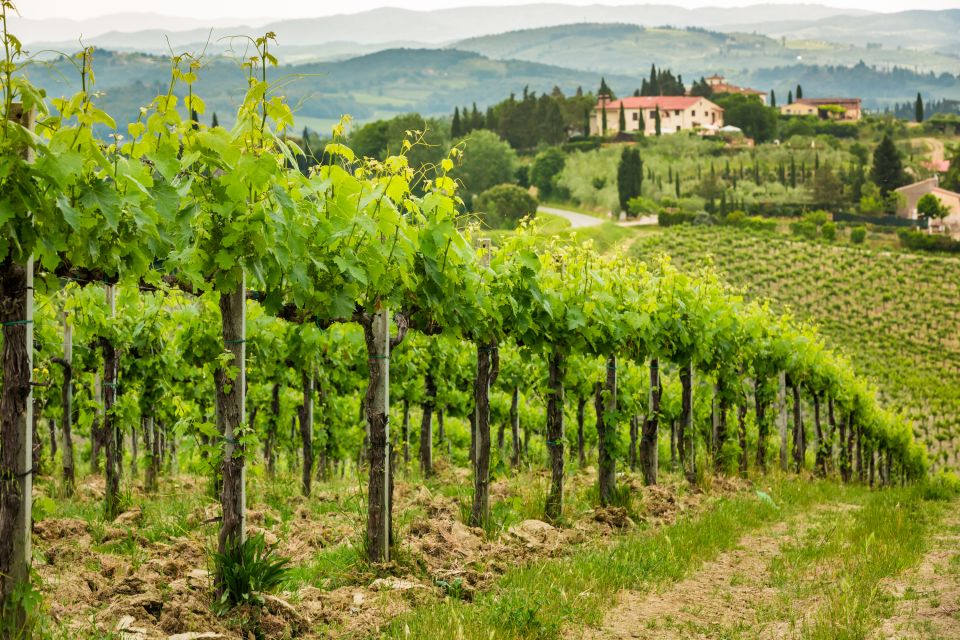 From Rome: Private Frascati Tour With Lunch & Wine Tasting - Common questions