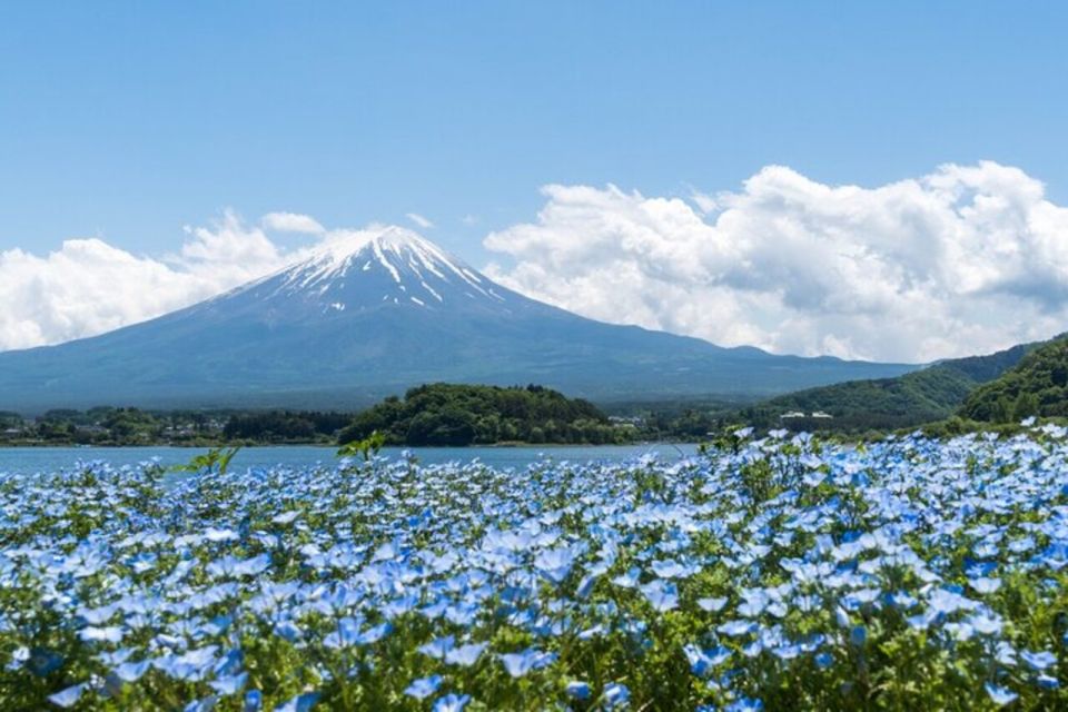 From Tokyo: Guided Aokigahara Forest and Mt.Fuji Day Tour - Customer Reviews