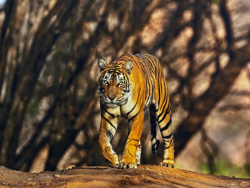 Golden Triangle Tour With Ranthambore by Car 6 Nights 7 Days - Group 2: Tour Experience and Highlights