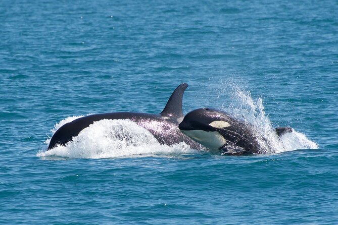 Kenai Fjords National Park Glacier & Wildlife Cruise - Sum Up