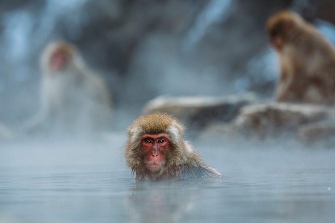 Nagano Full-Day Cycling Tour With Snow Monkey, Obuse Town, Apple Orchards - Customer Reviews