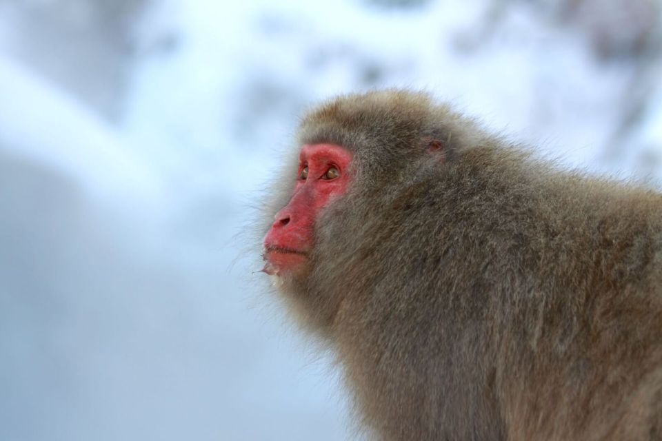 Nagano: Snow Monkeys, Zenkoji Temple & Sake Day Trip - Review Summary