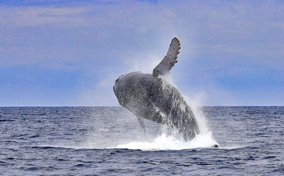 Naha, Okinawa: Kerama Islands Half-Day Whale Watching Tour - Review Summary