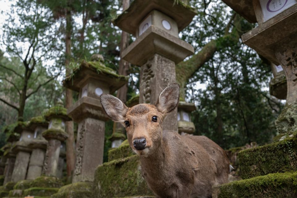 Nara: Todai-ji and Nara Park (Spanish Guide) - Customer Testimonials