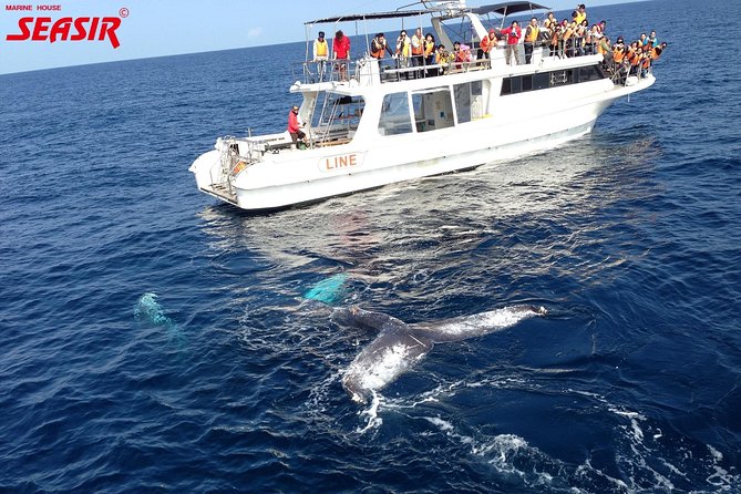 Okinawa Whale Watching From Naha - Sum Up