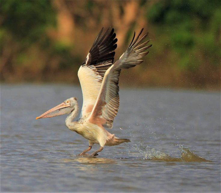 Prek Toal Birds Sanctuary & Floating Village Private Tour - Destination Information: Cambodia and Siem Reap