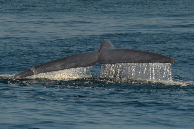 San Diego Whale Watching Tour - Sum Up