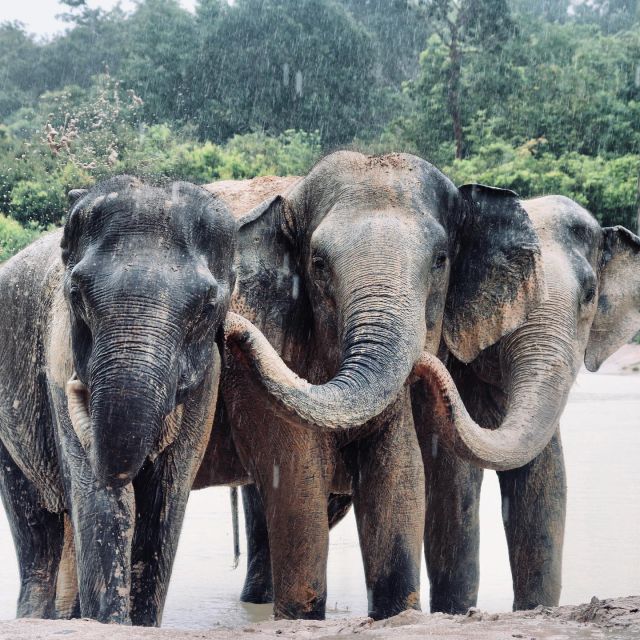 Siem Reap: Kulen Elephant Forest & Tonlesap Lake - Ethical Elephant Care