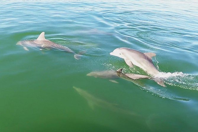 Small Group 2 Hour Dolphin Cruise With Snorkeling to Shell Key - Common questions