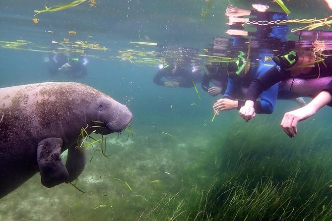 The OG Manatee Snorkel Tour With In-Water Guide/PhotOGrapher - Tour Experience Highlights