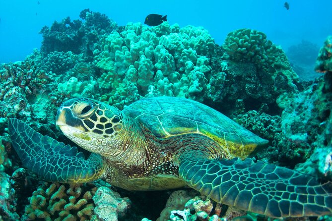 Turtle Town Snorkel With Photo and Video - Common questions
