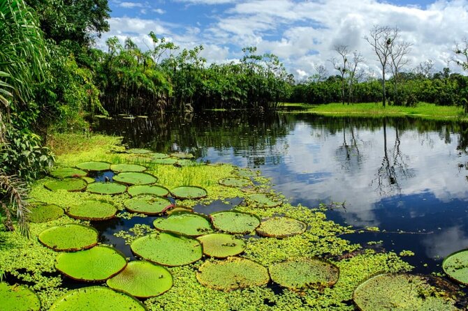 4-Day Amazon Jungle Tour From Iquitos - Safety and Health Guidelines
