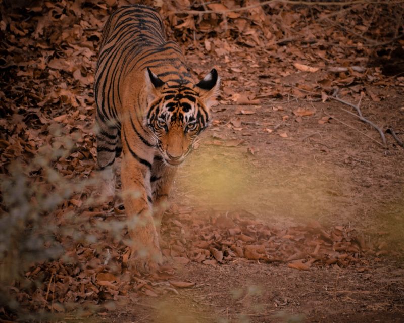8 - Days Golden Triangle Tour With Ranthambore Tiger Safari - Ending the Tour in Delhi
