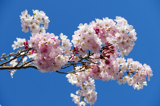 Cherry Blossom Private Tour - Terms & Conditions