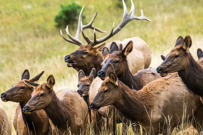 Discover Rocky Mountain National Park From Denver or Boulder - Sum Up