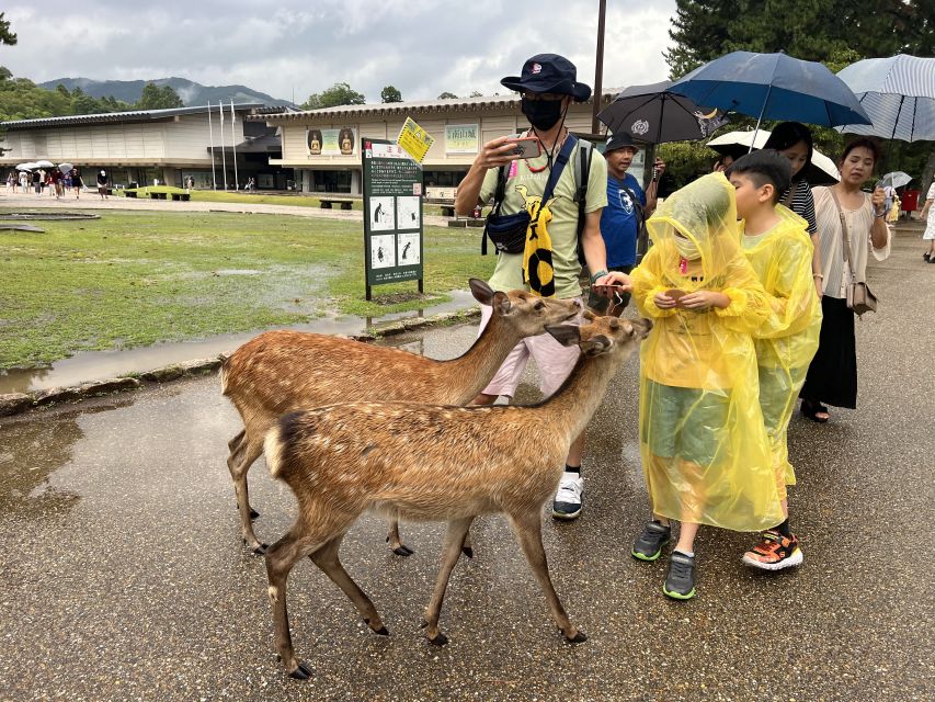 From Osaka/Kyoto: Kyoto & Nara Bus Tour W/ Kinkakuji Ticket - Customer Reviews