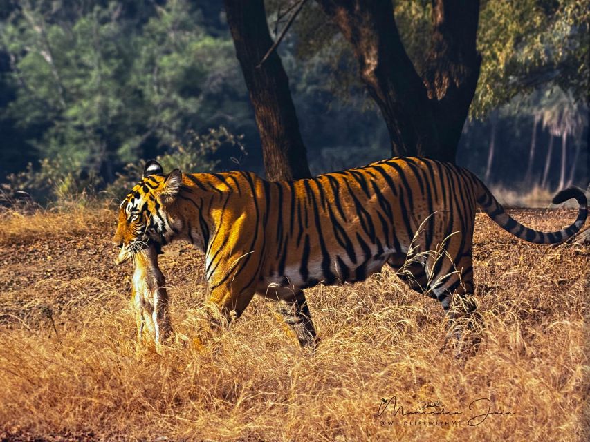Golden Triangle Tour With Ranthambore by Car 6 Nights 7 Days - Common questions