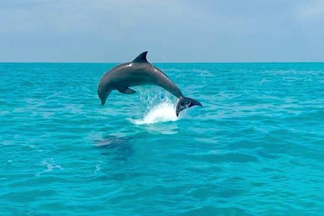 Key West Dolphin Watch and Snorkel Cruise - Safety and Recommendations